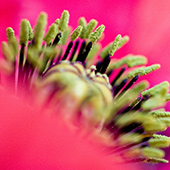pink-flower_170x.jpg